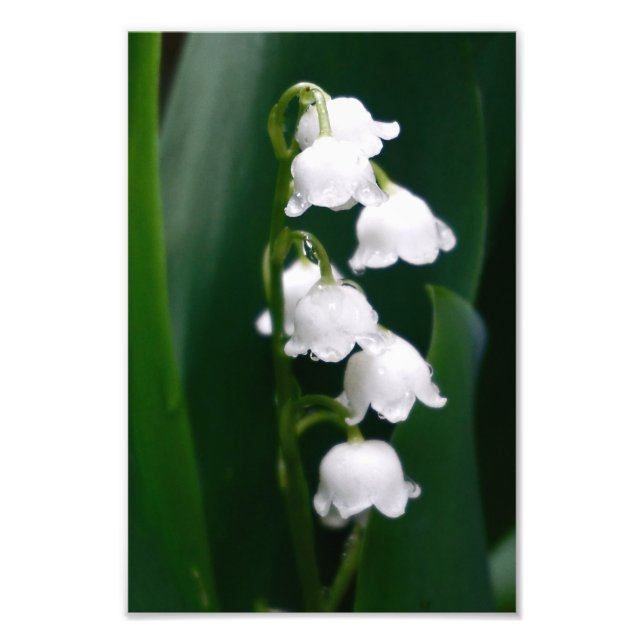 Lily of the Valley Photo Print (Front)