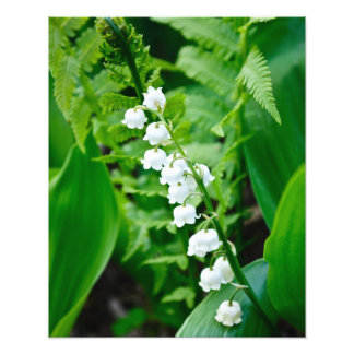 Lily of the Valley Photo Print