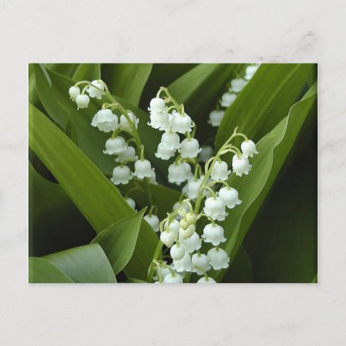 Lily Of  The Valley Postcard