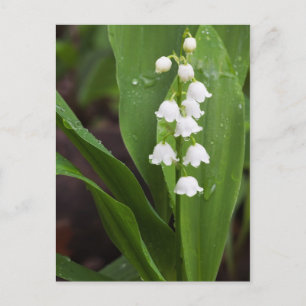 Lily of the Valley Postcard