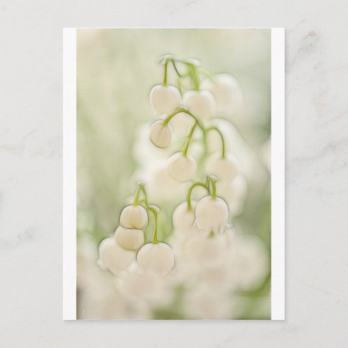 Lily of the Valley Postcard