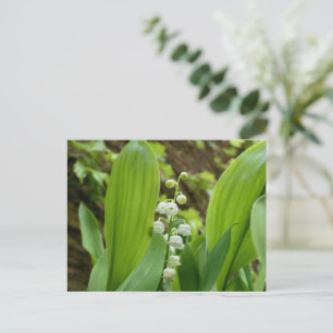 Lily of the Valley Postcard