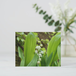 Lily of the Valley Postcard