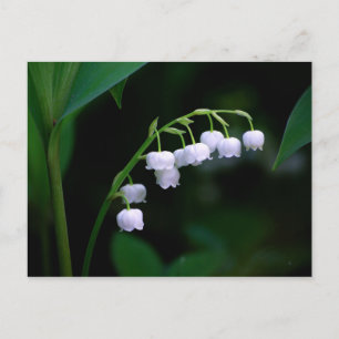 Lily of the Valley Postcard