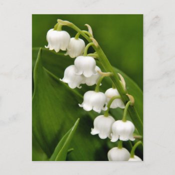 Lily Of The Valley Postcard by CarriesCamera at Zazzle