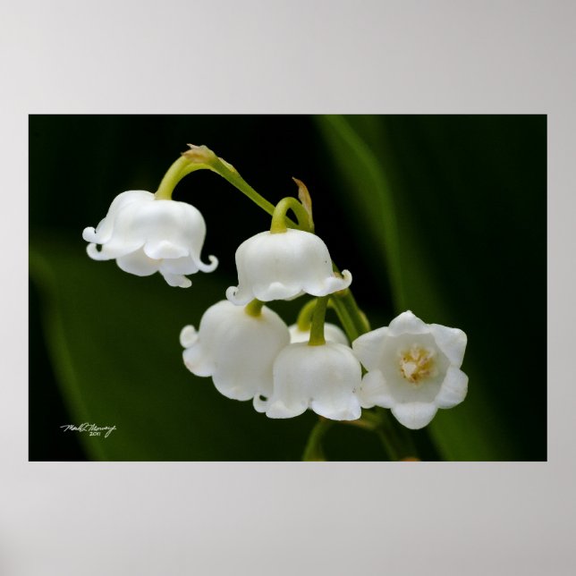 Lily of the Valley Poster (Front)