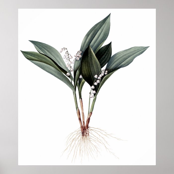 Lily of the valley premium botanical print