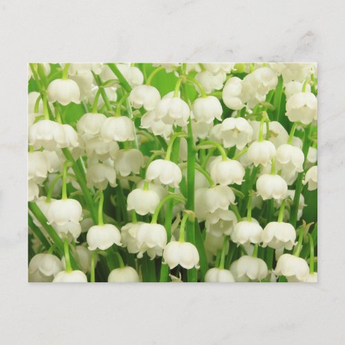 Lily of the Valley Spring Flowers  Postcard