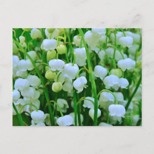 Lily of the Valley Spring Flowers Postcard