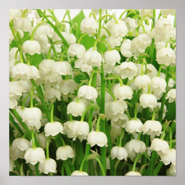 Lily of the Valley Spring Flowers  Poster (Front)