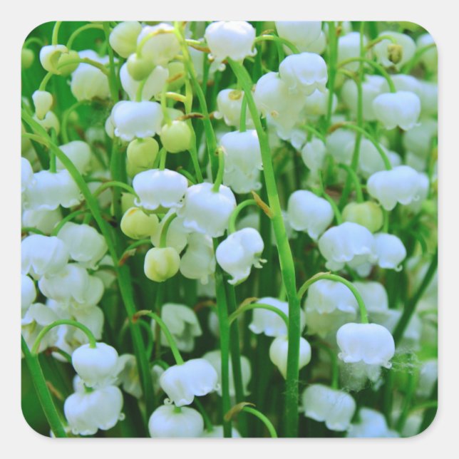 Lily of the Valley Spring Flowers Square Sticker (Front)