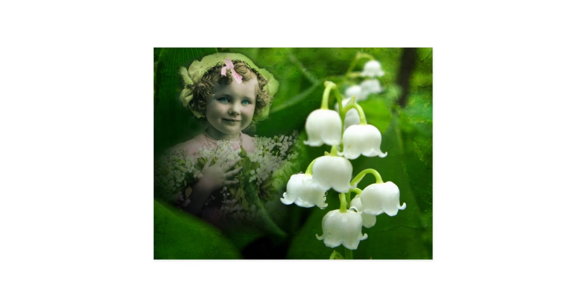 Lily Of The Valley Sweet White Bell Flower Bouquet Postcard Zazzle Com Lily Of The Valley Sweet White Bell Flower Bouquet Postcard Zazzle Com