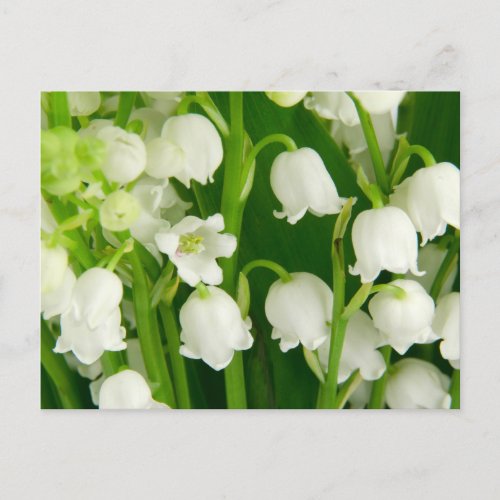 Lily of the Valley White Spring Flowers     Postcard