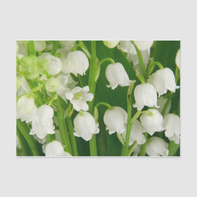 Lily of the Valley White Spring Flowers    Tissue Paper (Front)
