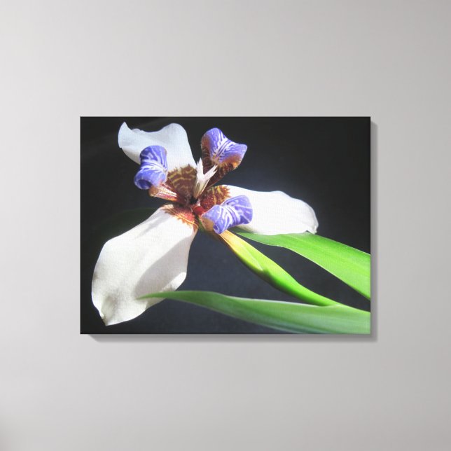 Lily On Wrapped Canvas Print (Front)