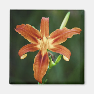 Lily P6588 Magnet