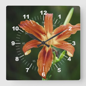 Lily P6588 Square Wall Clock by DevelopingNature at Zazzle