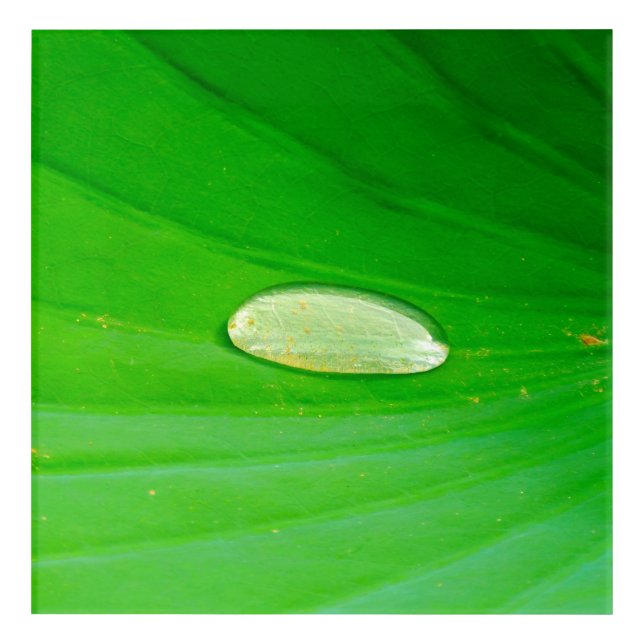 Lily Pad Acrylic Wall Art (Front)