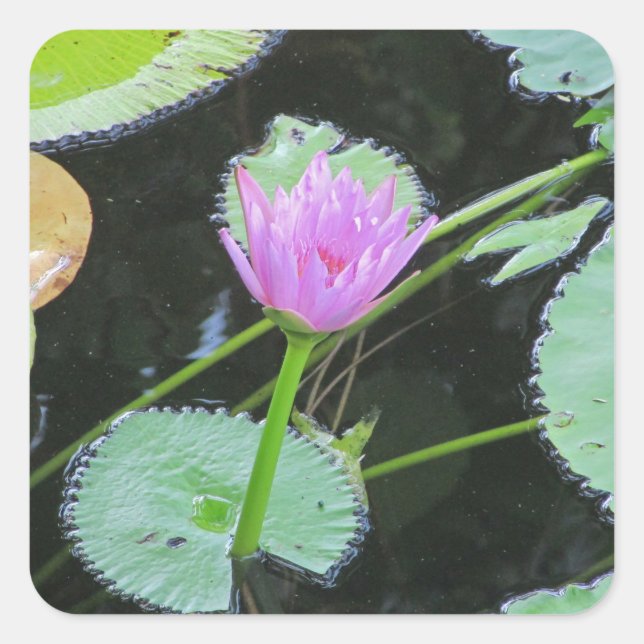 Lily Pad Bright Pink Water Lily Flower Bloom Square Sticker (Front)