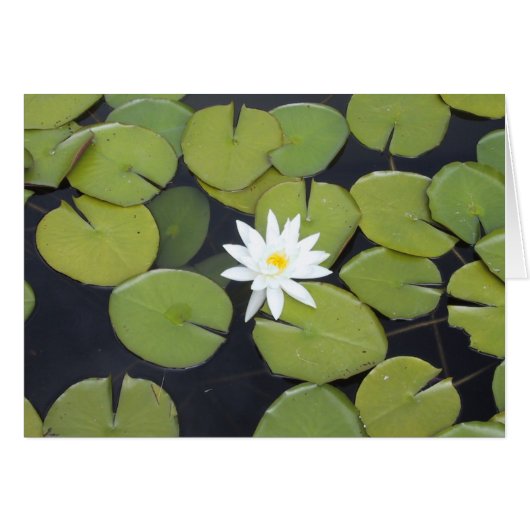 lily pad cards (Front Horizontal)