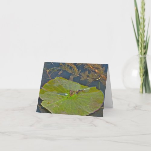 Lily Pad  Damselfly Note Card