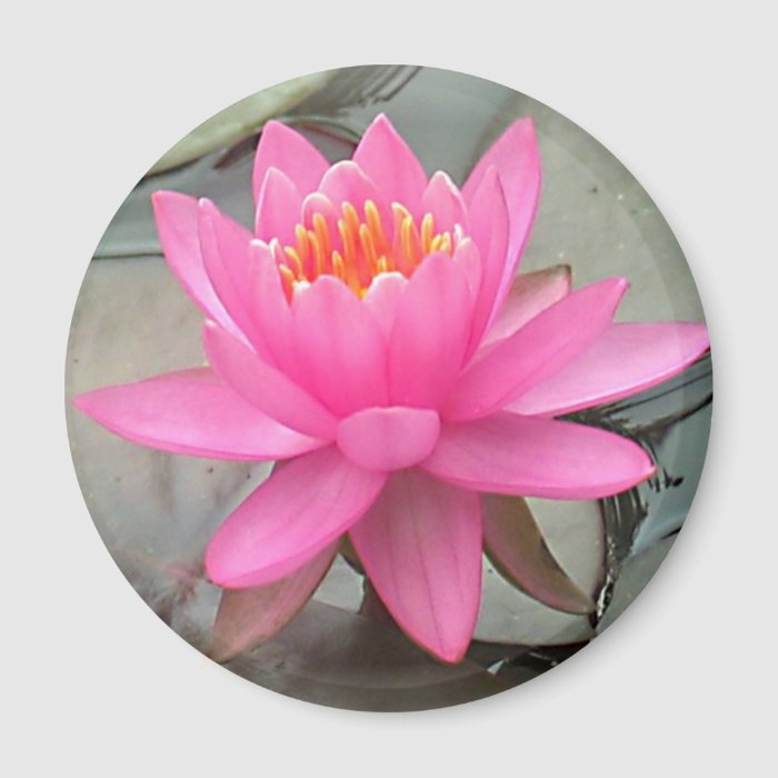 Lily Pad Flower Fridge Magnets