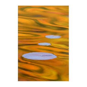 Lily pad on orange water, Canada Acrylic Print
