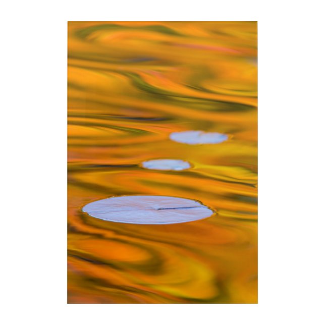 Lily pad on orange water, Canada Acrylic Print (Front)