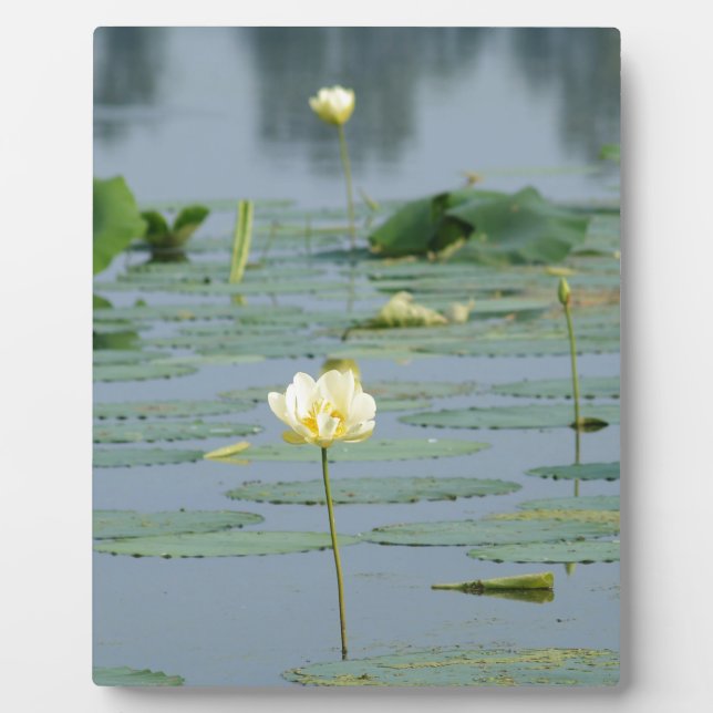 Lily Pad Plaque (Front)