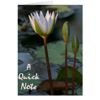 Lily Pad “quick Note” by Dmargie1029 at Zazzle