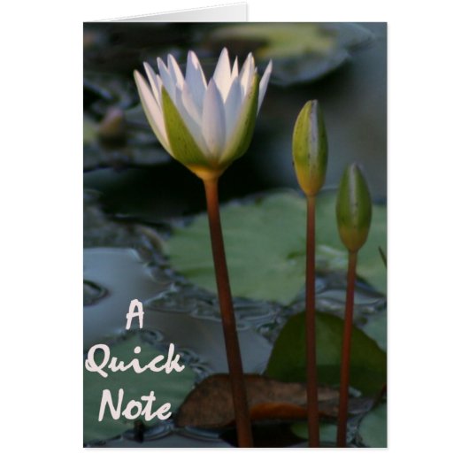 Lily Pad “quick note” (Front)