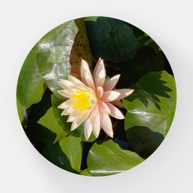 lily pad with flower paperweight (Front)