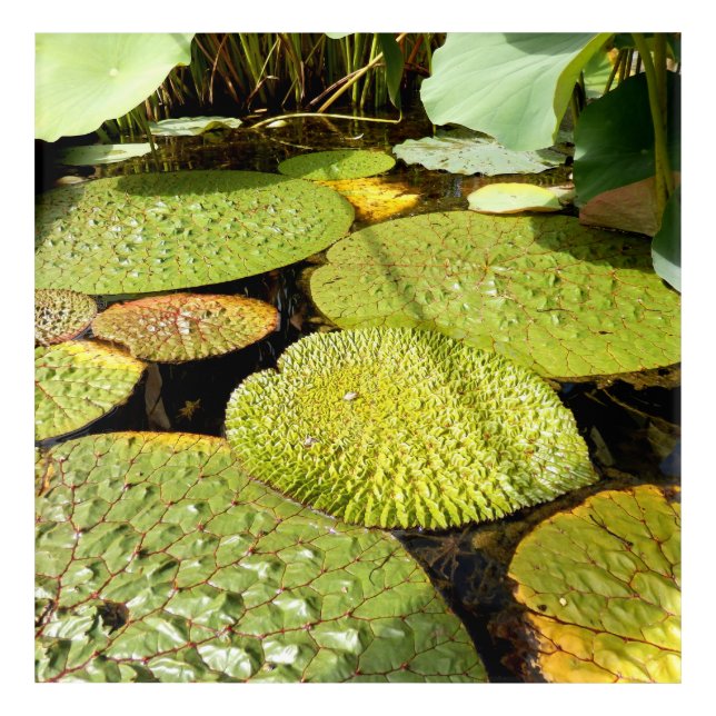 Lily Pads Acrylic Wall Art (Front)