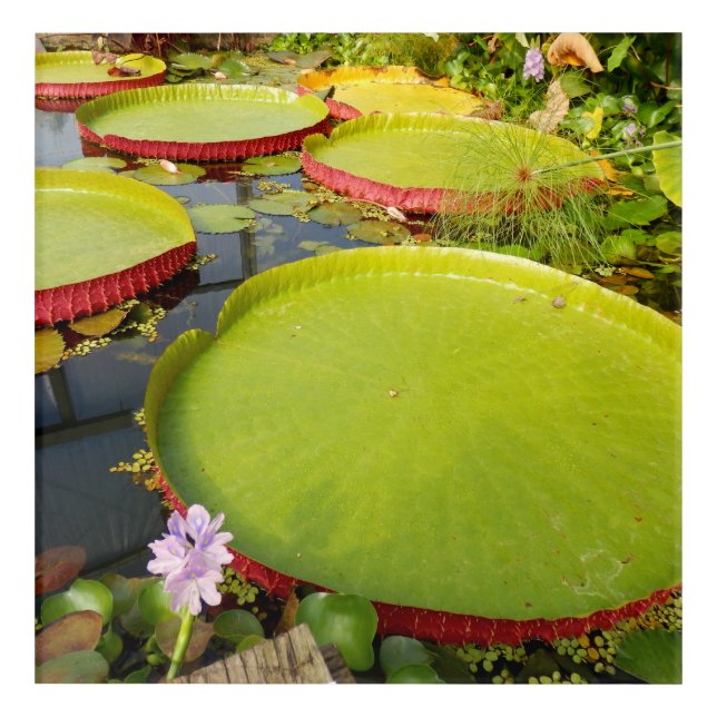 Lily Pads Acrylic Wall Art (Front)