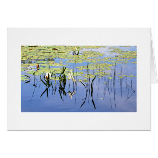 Lily Pads and Lake Grass Cards