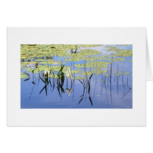 Lily Pads and Lake Grass Cards (Front Horizontal)