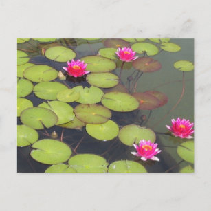Lily Pads and Lotus Zen Post Card