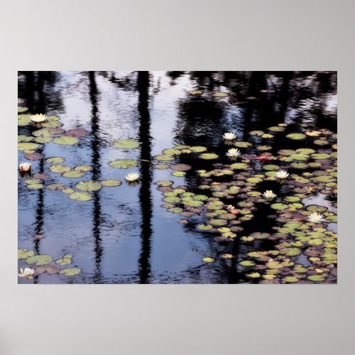 Lily Pads and Water Lily Flowers in Pond Poster
