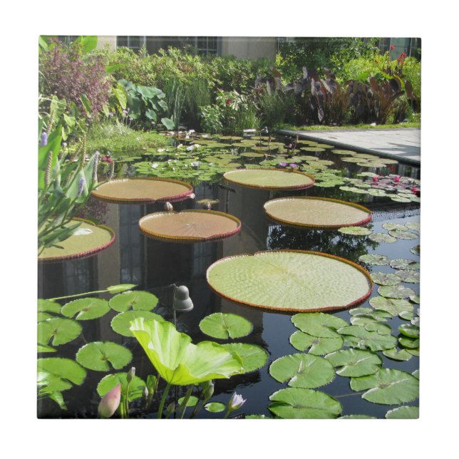 Lily Pads at Longwood Gardens Ceramic Tile (Front)
