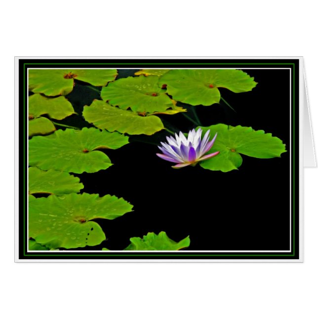 Lily Pads Cards (Front Horizontal)