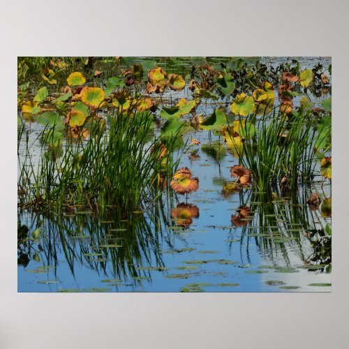 Lily Pads on the Mississippi River Photography Poster