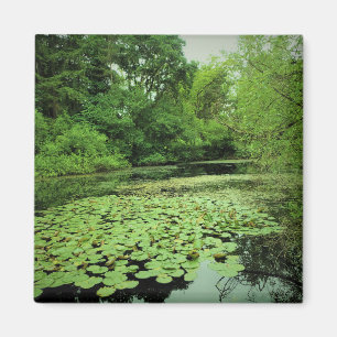 Lily Pads on the Pond Magnet