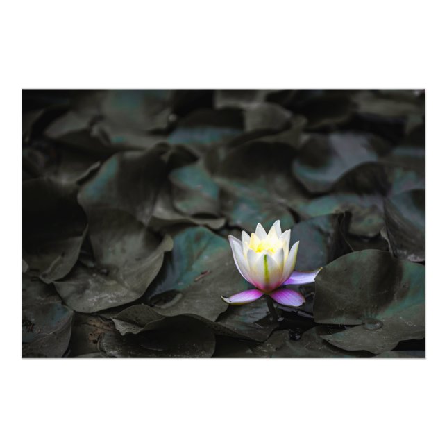 Lily Pads Photo Print (Front)