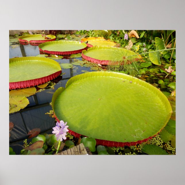 Lily Pads Poster (Front)