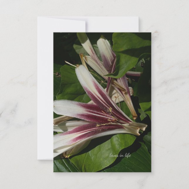 Lily Petals Note Card (Front)
