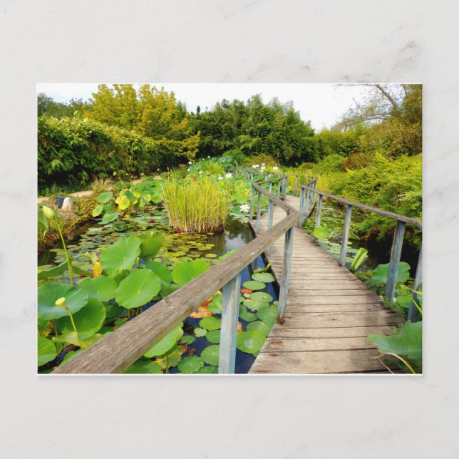 Lily Pond Postcard (Front)