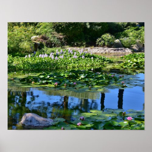 Lily Pond with Reflections Poster