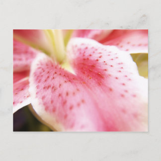 Lily Postcard