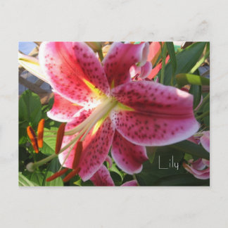 Lily Postcard