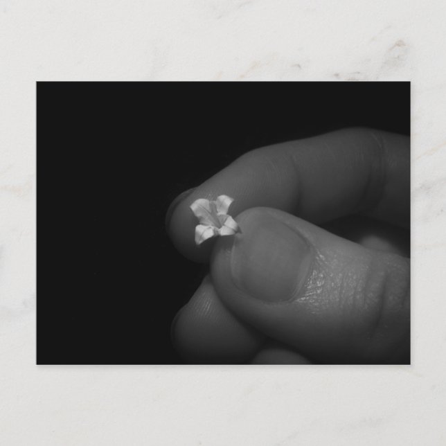 Lily Postcard (Front)